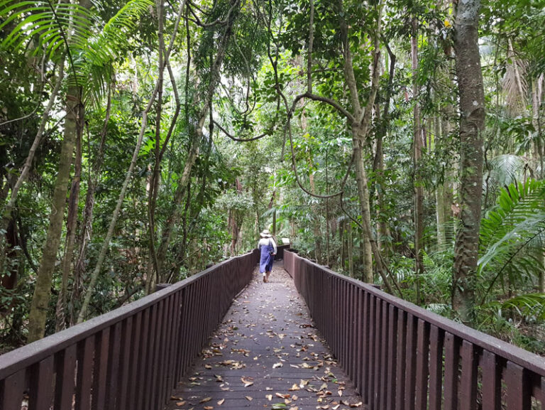 Strolling Around Fig Tree Walk On Sunshine Coast Hinterland, Australia